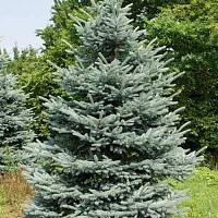 Ель колючая Фат Альберт (Picea pungens Fat Albert)