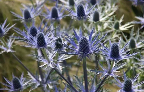 Синеголовник альпийский (лат. Eryngium alpinum)